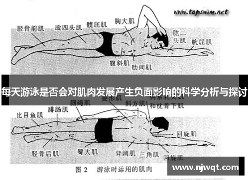 每天游泳是否会对肌肉发展产生负面影响的科学分析与探讨